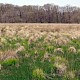 Molinia caerulea