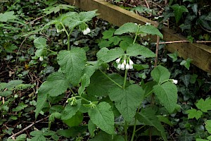 White Comfrey: Symphytum orientale