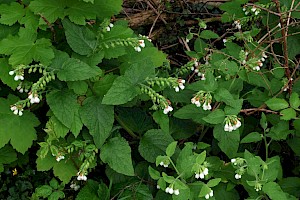 White Comfrey: Symphytum orientale