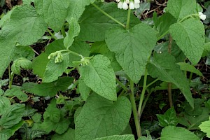 White Comfrey: Symphytum orientale