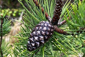 Lodgepole Pine: Pinus contorta