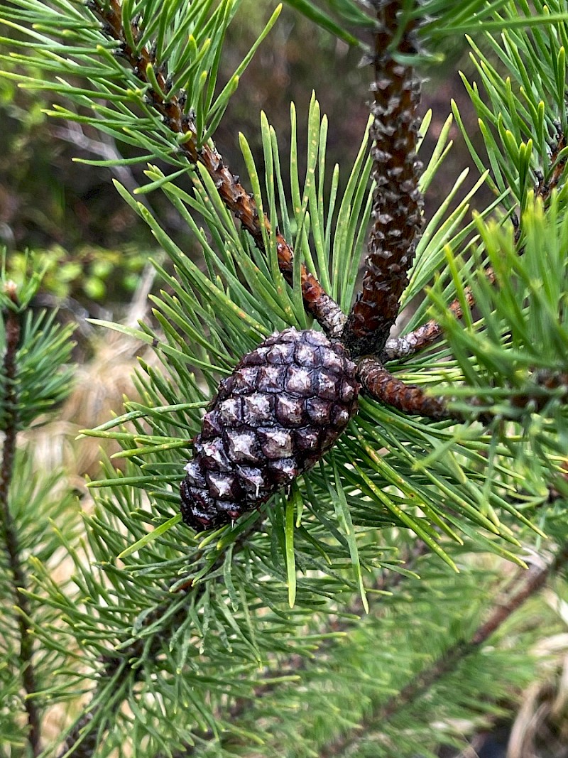 Pinus contorta - © Charles Hipkin