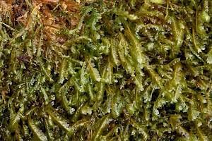 Homalia trichomanoides Blunt Feather-moss