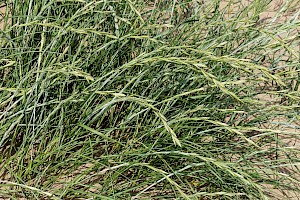 Sand Couch: Elytrigia juncea