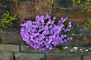 Campanula portenschlagiana Adria Bellflower