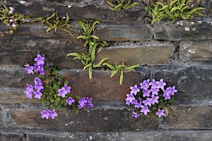 Adria Bellflower: Campanula portenschlagiana