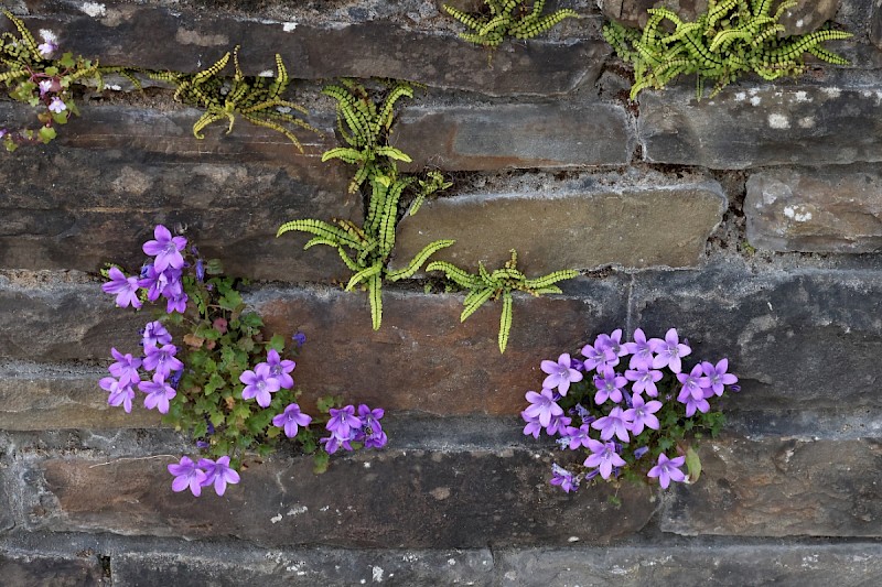 Campanula portenschlagiana - © Charles Hipkin