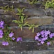 Campanula portenschlagiana