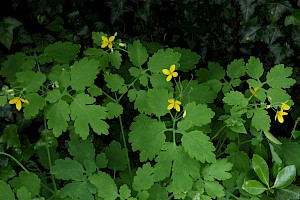 Greater Celandine: Chelidonium majus