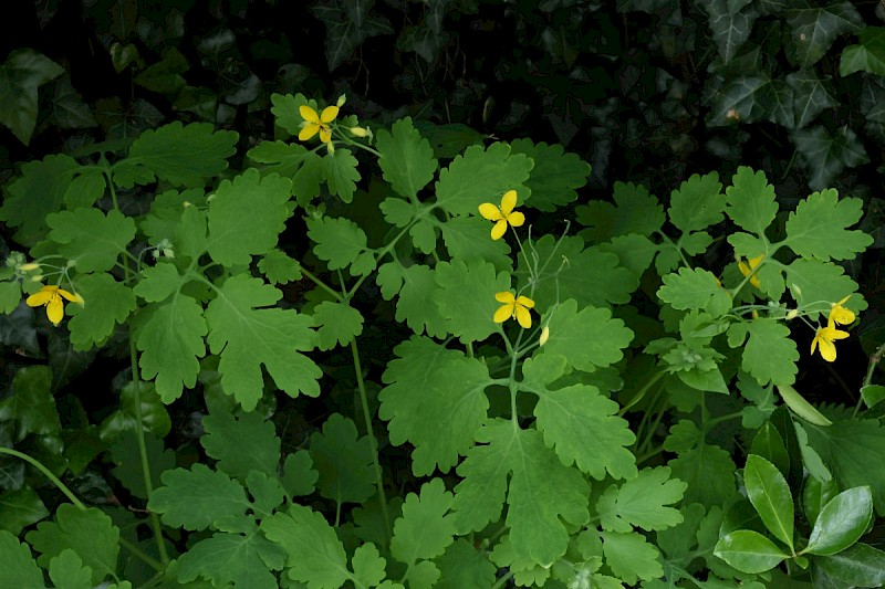 Chelidonium majus - © Charles Hipkin