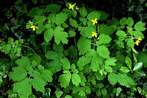 Chelidonium majus Greater Celandine