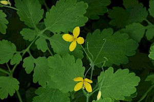 Greater Celandine: Chelidonium majus