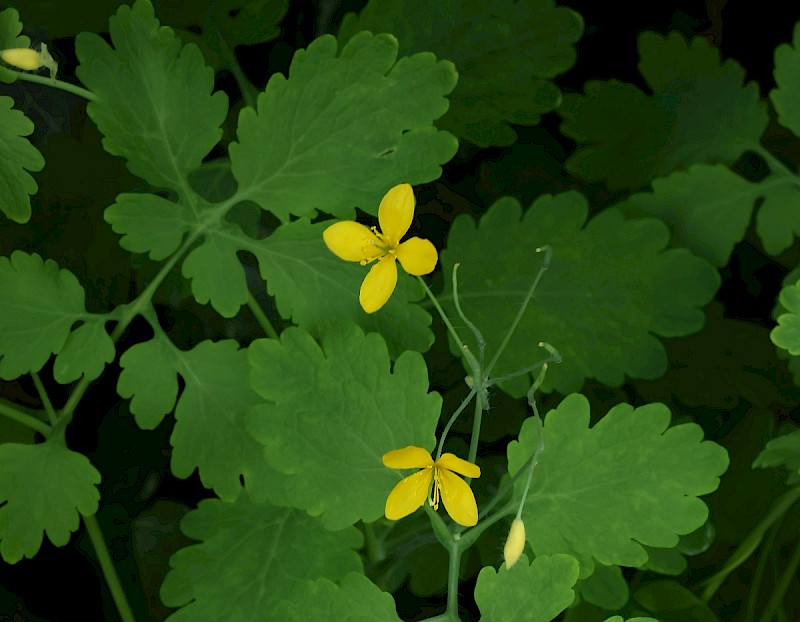 Chelidonium majus - © Charles Hipkin