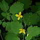 Chelidonium majus