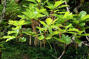 Pedunculate Oak: Quercus robur