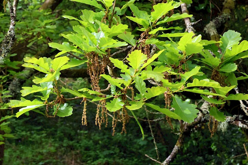 Quercus robur - © Charles Hipkin