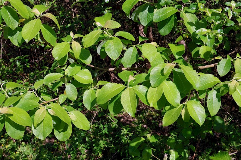 Salix caprea - © Charles Hipkin