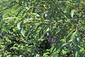 Salix euxina Crack-willow