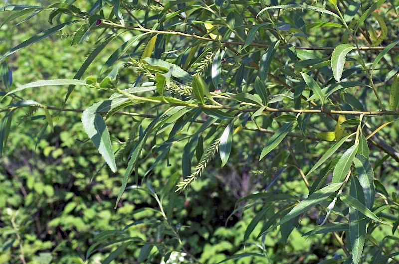 Salix euxina - © Charles Hipkin