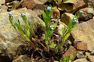 Field Forget-me-not: Myosotis arvensis