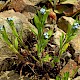 Myosotis arvensis