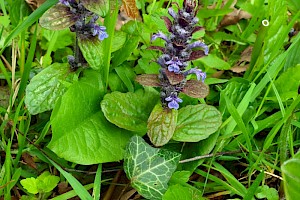 Ajuga reptans Bugle