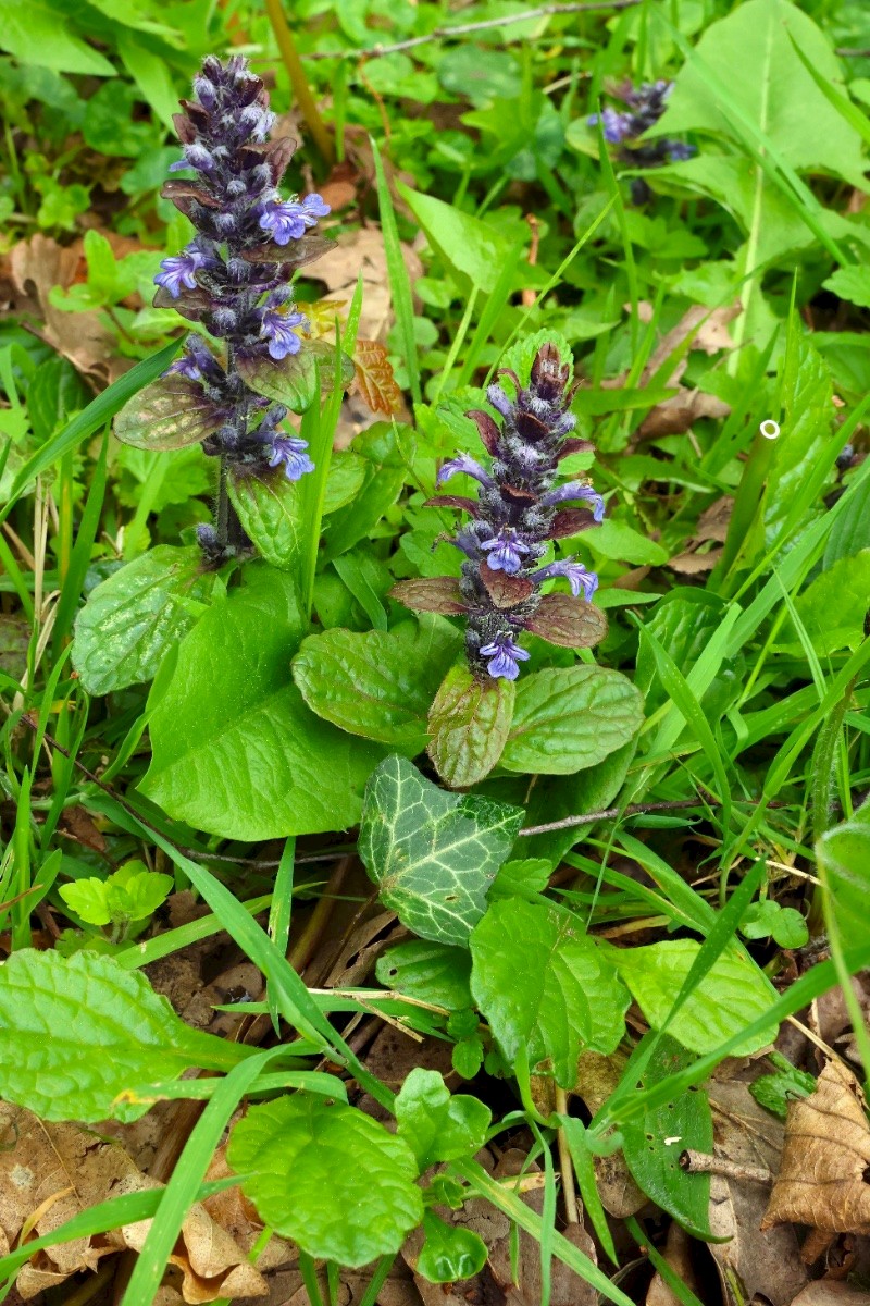 Ajuga reptans - © Charles Hipkin