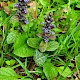 Ajuga reptans