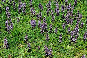 Bugle: Ajuga reptans