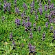 Ajuga reptans