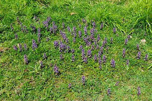 Bugle: Ajuga reptans