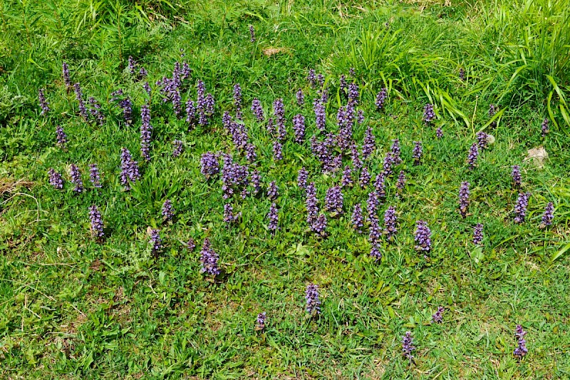 Ajuga reptans - © Charles Hipkin