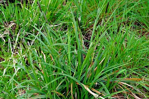 Carex binervis Green-ribbed Sedge