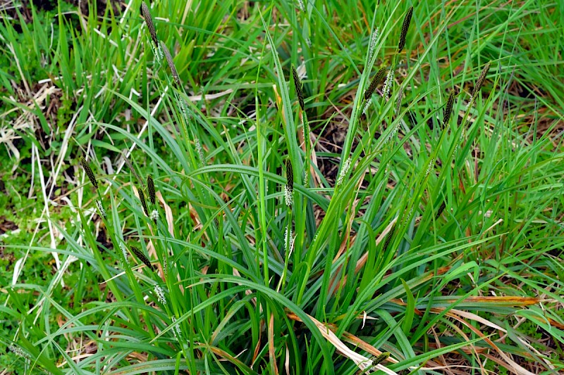 Carex binervis - © Charles Hipkin