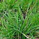 Carex binervis