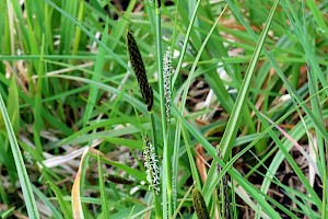 Green-ribbed Sedge: Carex binervis