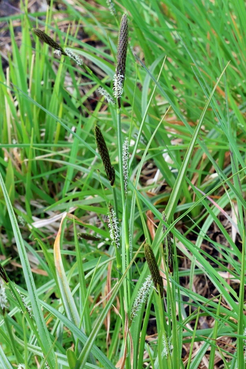 Carex binervis - © Charles Hipkin