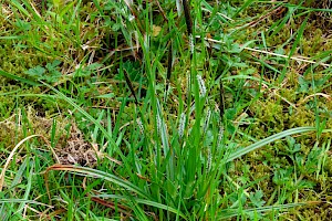 Green-ribbed Sedge: Carex binervis