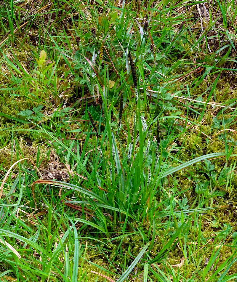 Carex binervis - © Charles Hipkin