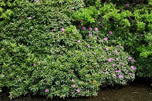 Rhododendron: Rhododendron ponticum