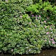 Rhododendron ponticum