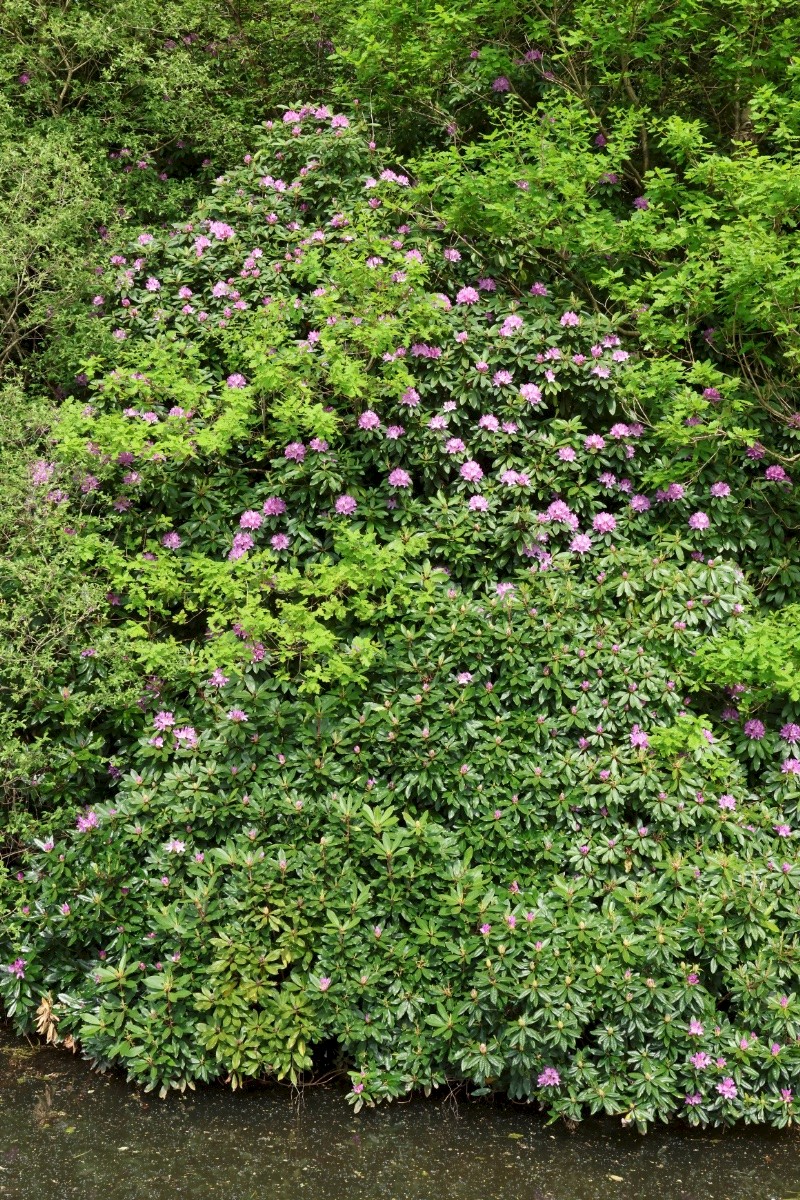 Rhododendron ponticum - © Charles Hipkin