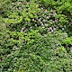 Rhododendron ponticum