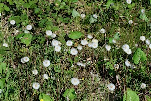 Colt's-foot: Tussilago farfara