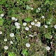 Tussilago farfara