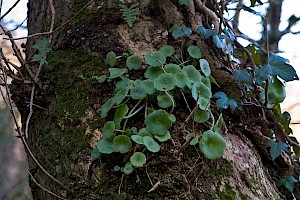 Navelwort: Umbilicus rupestris