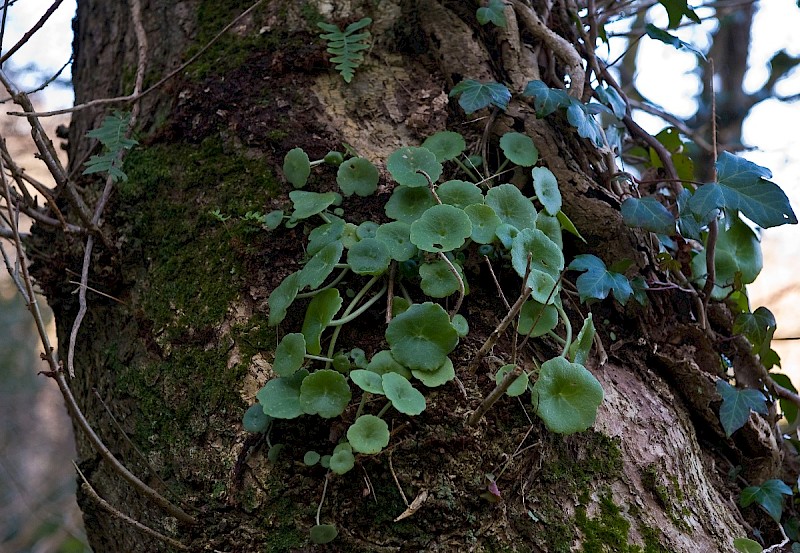 Umbilicus rupestris - © Charles Hipkin