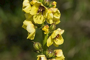 Twiggy Mullein: Verbascum virgatum