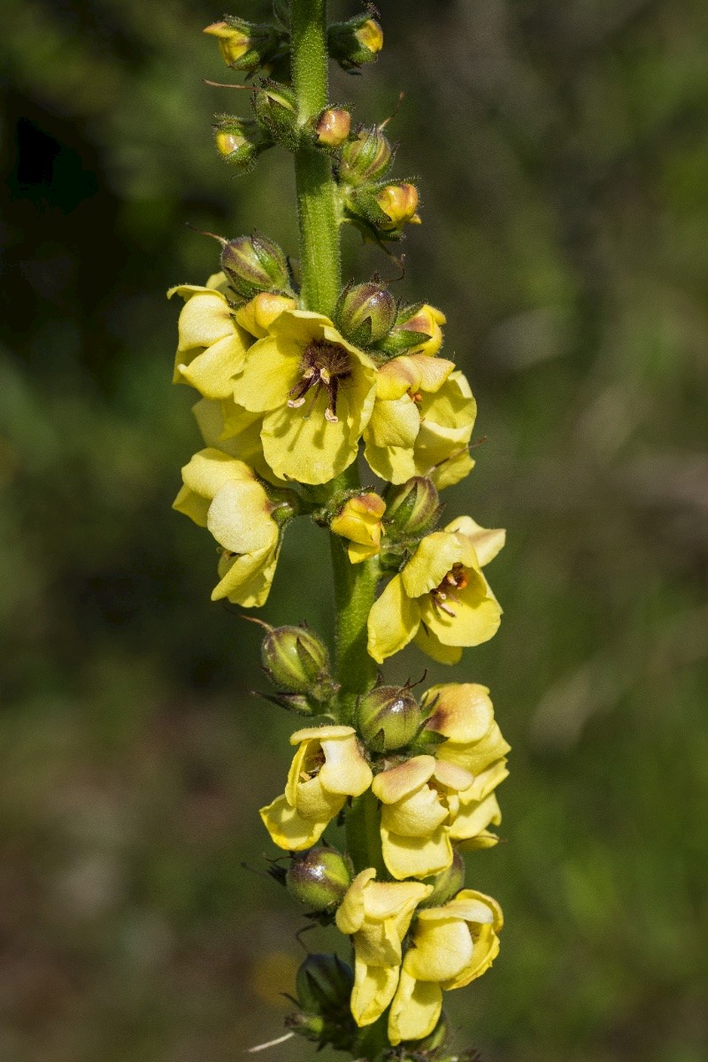 Verbascum virgatum - © Charles Hipkin