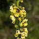 Verbascum virgatum